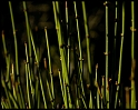 Reeds